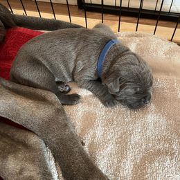 Boy 3 - Cane Corso puppy in North Tazewell, Virginia from Banner’s Legacy Cane Corso