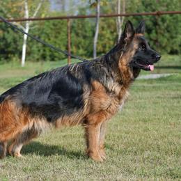 Tiara - German Shepherd