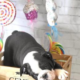 Bulldog Puppies from Dampier Bulldogs Mo
