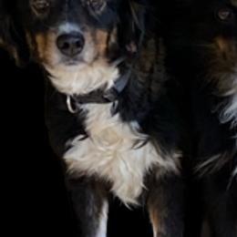 Aussiedoodles, Miniature Australian Shepherds, and Toy Australian Shepherds from Brandilyn's Aussies