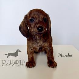 Phoebe - Brindle female Dachshund puppy in Royse City, Texas from Truehearted Miniature Dachshunds
