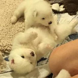 Samoyed Puppies from Velvet Sky