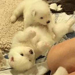 Samoyed Puppies from Velvet Sky