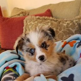 Miniature Australian Shepherd and Toy Australian Shepherd Puppies from Elmo’s Toy and Miniature Australian Shepherds