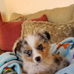 Miniature Australian Shepherd and Toy Australian Shepherd Puppies from Elmo’s Toy and Miniature Australian Shepherds
