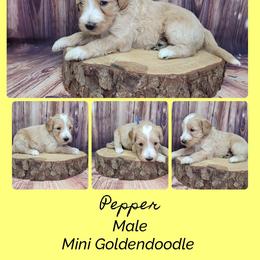 Pepper - Apricot male Goldendoodle puppy in Grabill, Indiana from Rose's Doodles