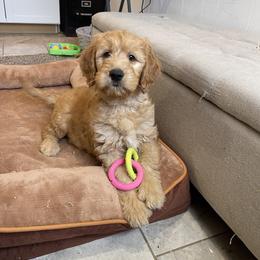 Goldie - Apricot female Goldendoodle puppy in Sugarcreek, Ohio from True Hearted Doodles