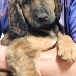 Goldendoodles from Killian's Doodles