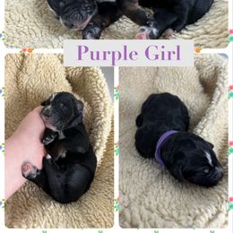 Bernedoodle Puppies from Green Bay Bernedoodles