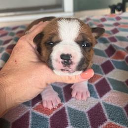 Rachel - Red female American Staffordshire Terrier puppy in Marietta, Georgia from Ambition Amstaffs