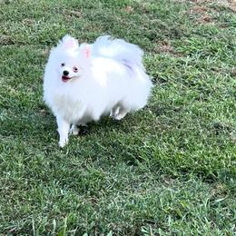 Sky - Blue merle female Pomeranian puppy in Newalla, Oklahoma from Classy Poms