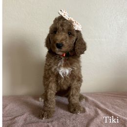 Tiki - Red  female Goldendoodle puppy in Crothersville, Indiana from Wischmeier’s Doodles