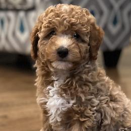 Goldendoodles, Golden Retrievers, and Poodles from Richardson Family Farms, LLC