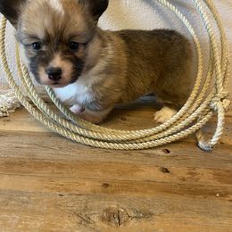 Pembroke Welsh Corgi Puppies from Ok Puppy Korral