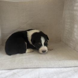 Legend - Black tri-color male Australian Shepherd puppy in Weeki Wachee, Florida from Ace of Spades Australian Shepherds