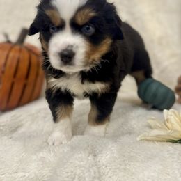 Boots - Black tri female Miniature Australian Shepherd puppy in Bozeman, Montana from +s mini Aussies