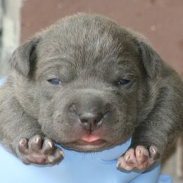 French Bulldogs from Euphoria Kennels