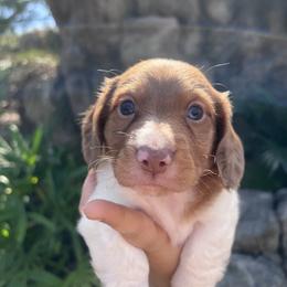 Blitzen - Chocolate male Dachshund puppy in Fort Myers, Florida from Lady Margery’s Dachshunds