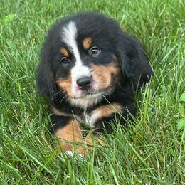 Frodo - Black rust and white male Bernese Mountain Dog puppy in Dundee, Ohio from Steinhaus Dogs