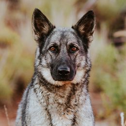 Australian Cattle Dogs and German Shepherds from Flying D Kennels