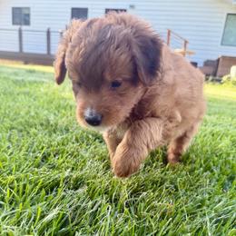 Nacho - Red tri-color male Aussiedoodle puppy in Tonasket, Washington from V5 Aussies