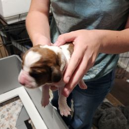 Gray - Mahogany and white female Basset Hound puppy in Lucerne Valley, California from Seussorie of Puddle Pups