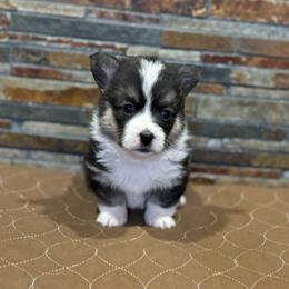 Girl 1 - Black and tan female Pembroke Welsh Corgi puppy in Visalia, California from VIP Stables