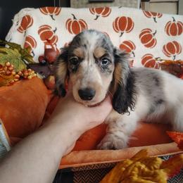 Newt - Piebald male Dachshund puppy in Hudson, Michigan from Mittentail Kennel Miniature Dachshunds & Australian Shepherds
