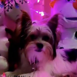 Rottweilers and Yorkshire Terriers from X Marmol House