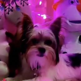 Rottweilers and Yorkshire Terriers from X Marmol House