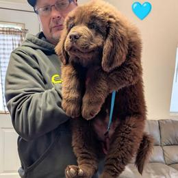 Female 1 - Brown female Newfoundland puppy in Burfordville, Missouri from Umfleet Farms