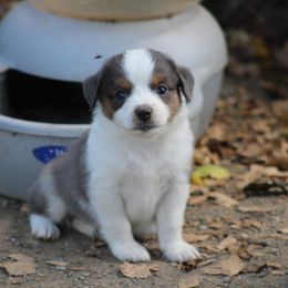 Miniature Australian Shepherd Puppies from Adams Acres Cattle Dogs