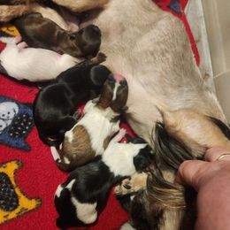 Mal-Shi puppies from Natalie's Happy Fur Paw Shih-Tzues and More