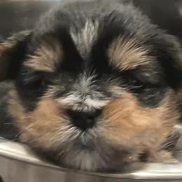 Yorkshire Terriers from Yorkie Warriors