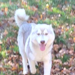 German Shepherd and Siberian Husky Puppies from Sstar