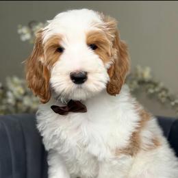Vader - Parti male Goldendoodle puppy in Yuciapa, California from AlltheDoodlez_