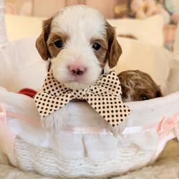 Macaron - Blenheim male Cavapoo puppy in Dickerson, Maryland from Pawsome Aussie Doodles and Oodles