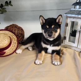 Zara - Black and tan female Shiba Inu puppy in Illinois from Precious-Puppies