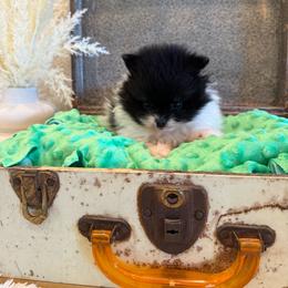 Meadow - Black and tan parti female Pomeranian puppy in Success, Missouri from Sweet Success