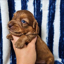 Boy 1 - Chocolate and cream male Dachshund puppy in Clayton, Indiana from Love Struck Miniature Dachshunds