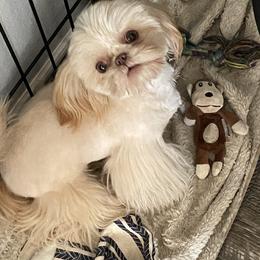 Shih Tzu Puppies from Sweet on Tzu