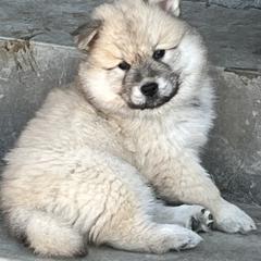 Boy 4 - Sable Eurasier puppy in Soap Lake, Washington from Falling Cedar Farm Samoyeds and Eurasier’s