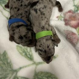 AKC  PEPPA -BLUE COLLAR - Dapple female Dachshund puppy in Sacramento, California from Valentina's mini  AKC Dachshunds