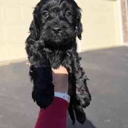 Cedar - Black male Cockapoo puppy in Clarks Summit, Pennsylvania from M&M Cockapoos