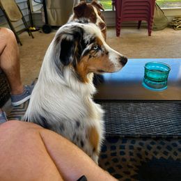 Australian Shepherd All Grown Up from Raven Creek Farms