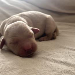 Boy 4 - Light golden male Golden Retriever puppy in Scio, Oregon from Stackhouse Family Farm
