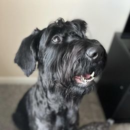 Disney - Giant Schnauzer