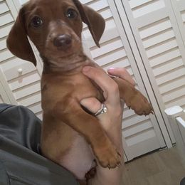 Dachshund Puppies from Slinky’s Dachshunds