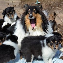Collie Puppies from 'Twas Collies