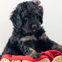 Buttercup - Phantom female Bernedoodle puppy in Fairfield, Illinois from Positively Doodles